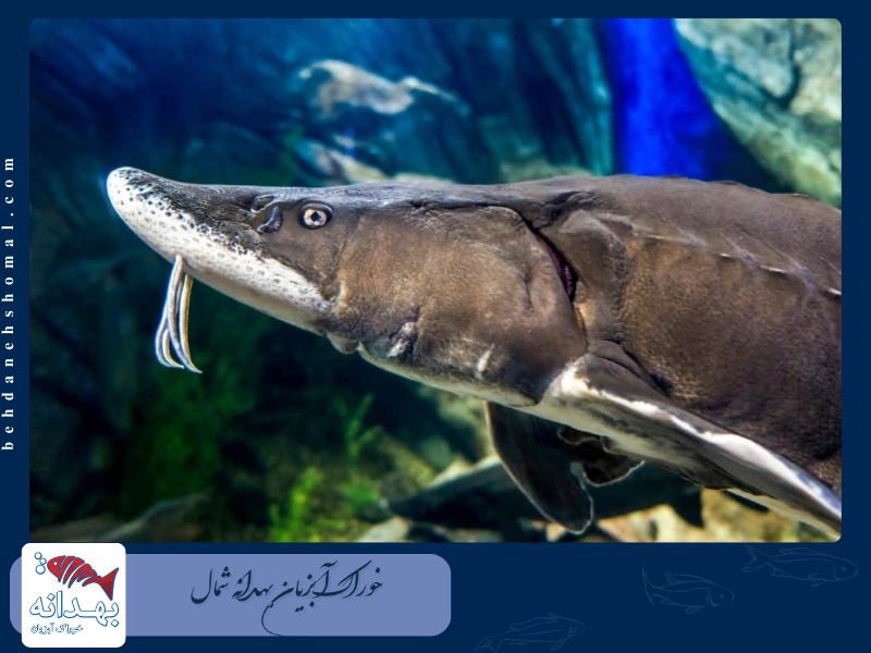 خاویار بلوگا یا فیل ماهی