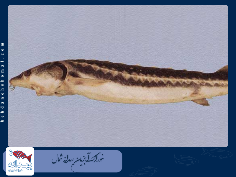 تاسماهی سیاه ایرانی (قرهبرون)