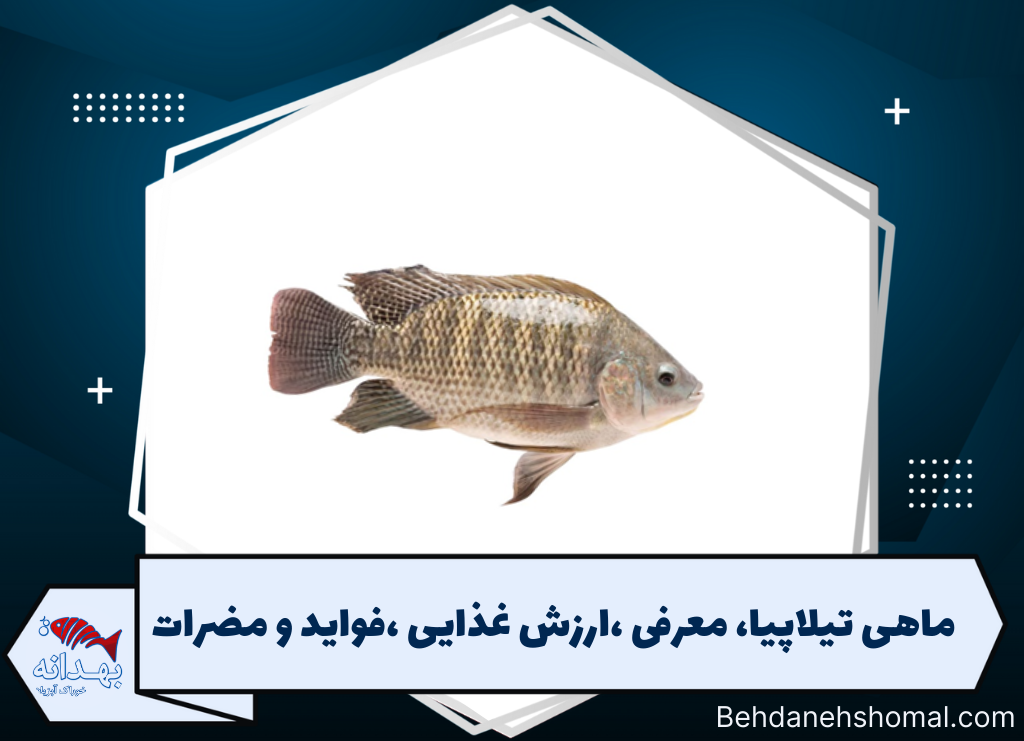 ماهی تیلاپیا،معرفی،ارزش غذایی،فواید و مضرات