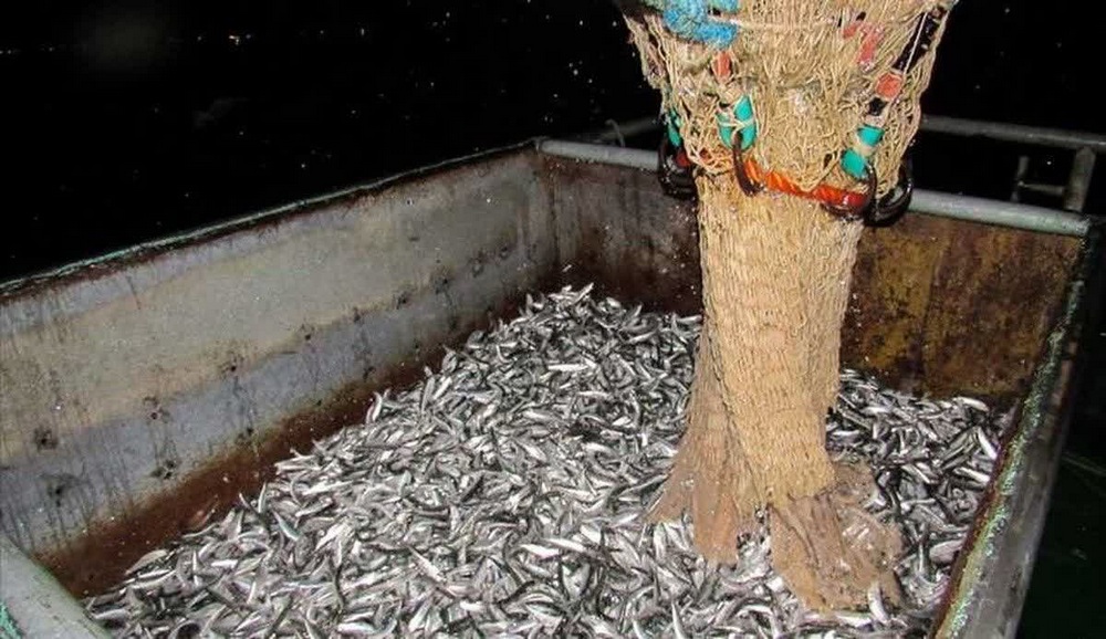 ناوگان صیادی خوراک آبزیان بهدانه شمال