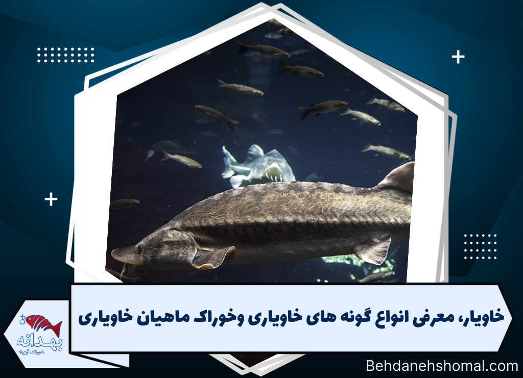 خاویار، معرفی انواع گونه های خاویار و خوراک ماهیان خاویاری