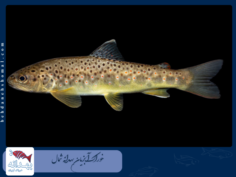 ماهی قزل آلای خال قرمز