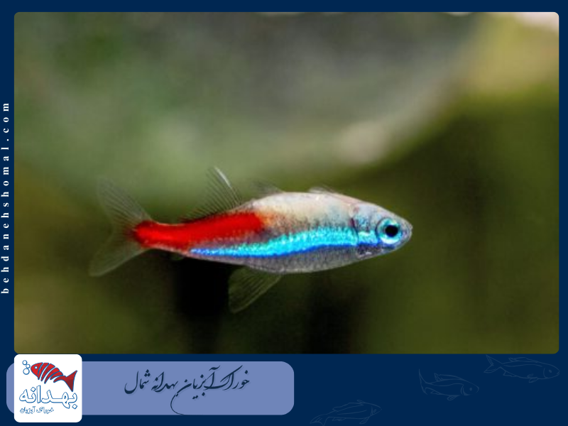 ماهی گیاهخوار