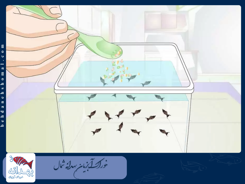 میزان غذادهی به ماهی آکواریومی