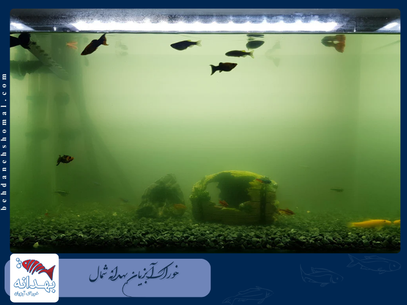 ماهی آکواریوم در آب کدر و بدبو