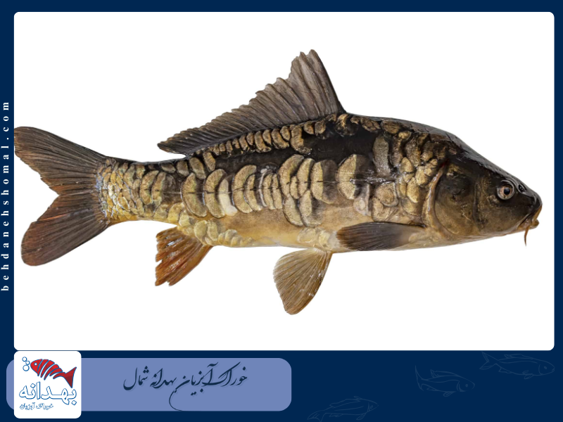 ماهی کپور آینه ای یا mirror carp