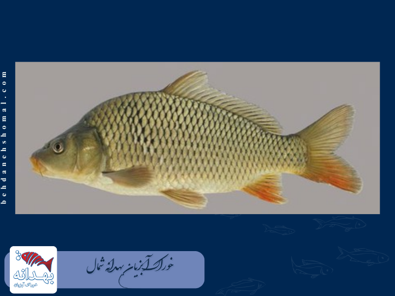 ماهی کپور فلس دار یا همان کپور معمولی