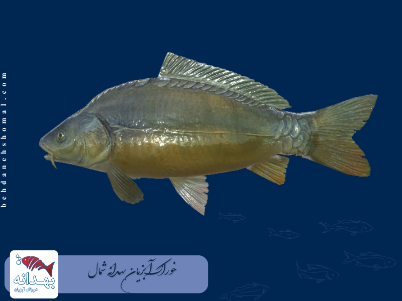 ماهی کپور بدون فلس یا بی فلس