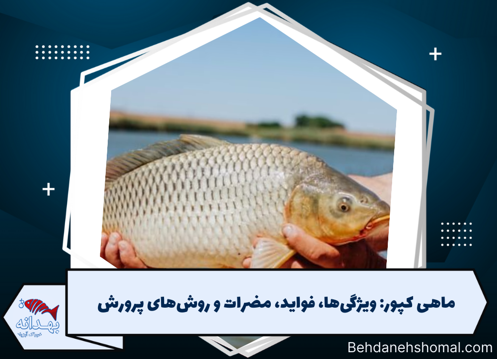 ماهی کپور: ویژگی‌ها، فواید، مضرات و روش‌های پرورش